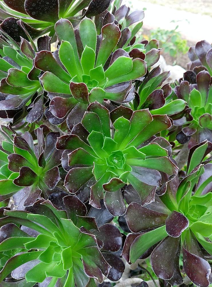 Df Succulent Aeonium Green Rose Rare - View 23 from www redcrocus com