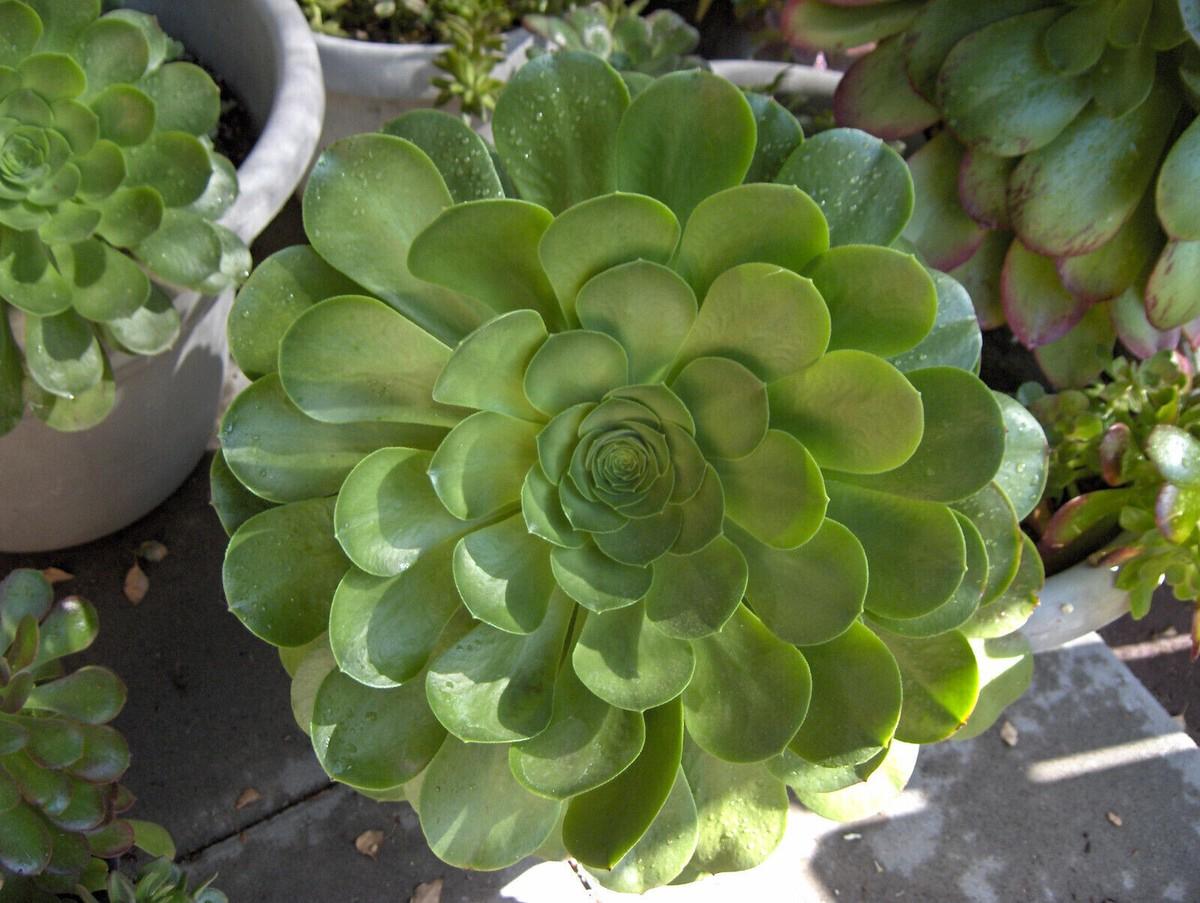 Df Succulent Aeonium Green Rose Rare - View 24 from www redcrocus com