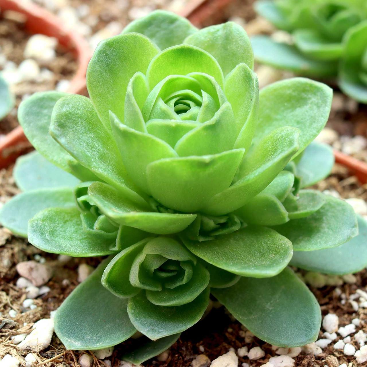 Df Succulent Aeonium Green Rose Rare - View 25 from www redcrocus com