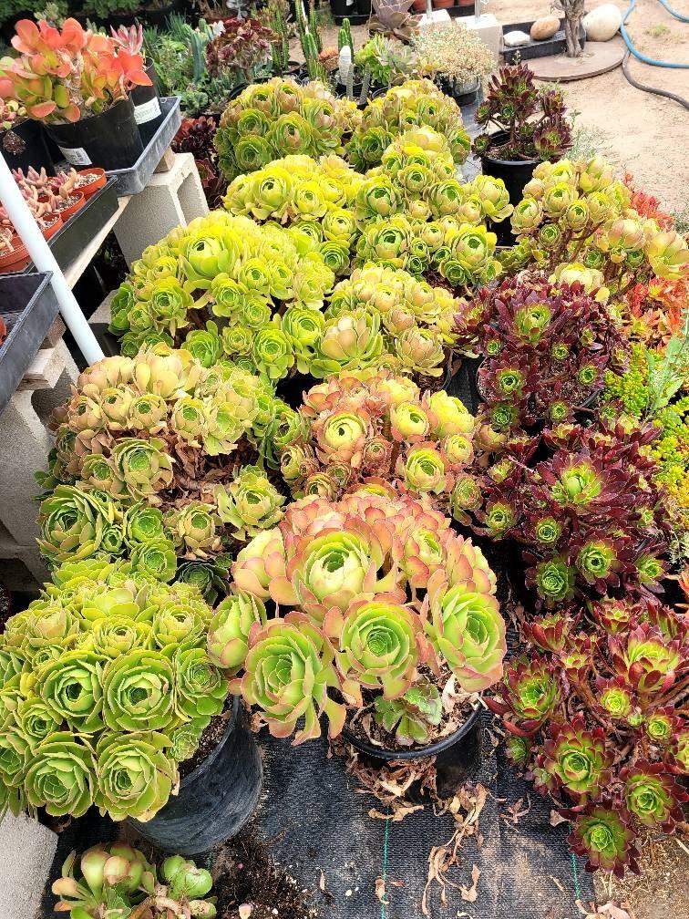 Df Succulent Aeonium Green Rose Rare - View 26 from www redcrocus com