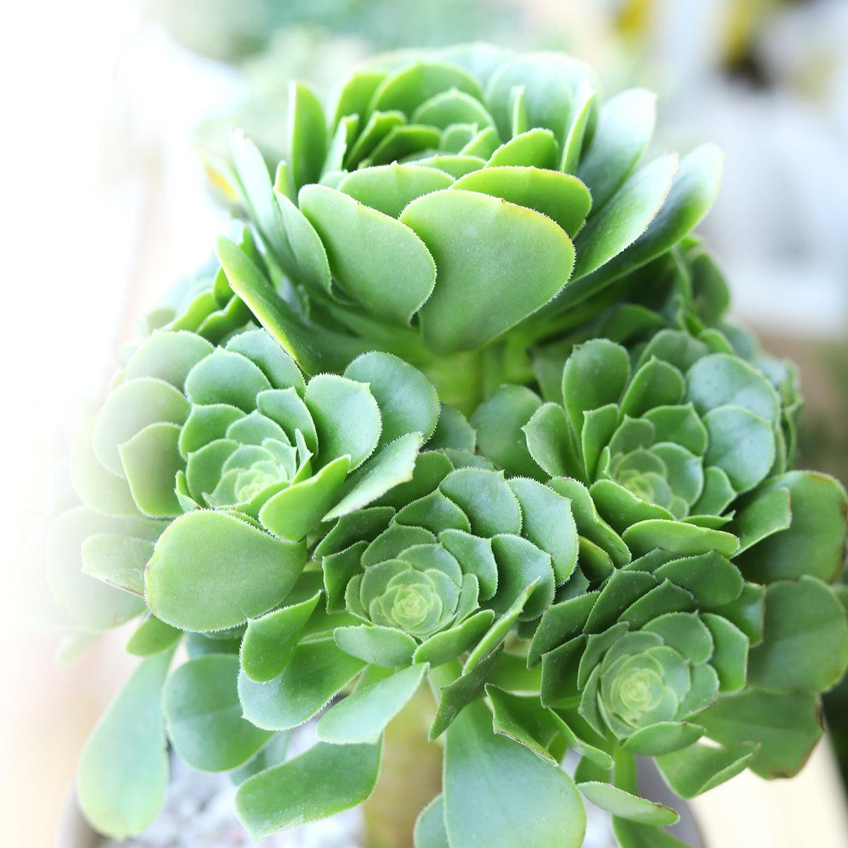 Df Succulent Aeonium Green Rose Rare - View 28 from www redcrocus com
