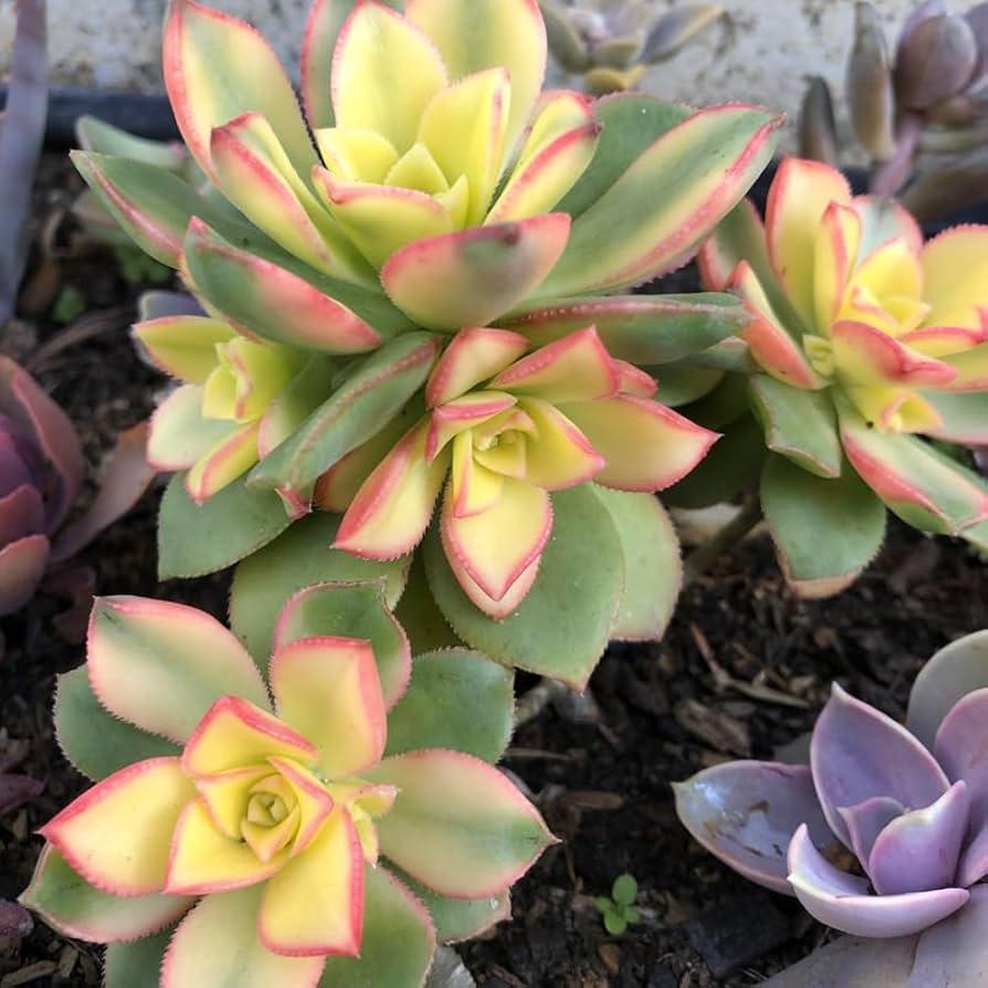 Df Succulent Aeonium Green Rose Rare - View 29 from www redcrocus com