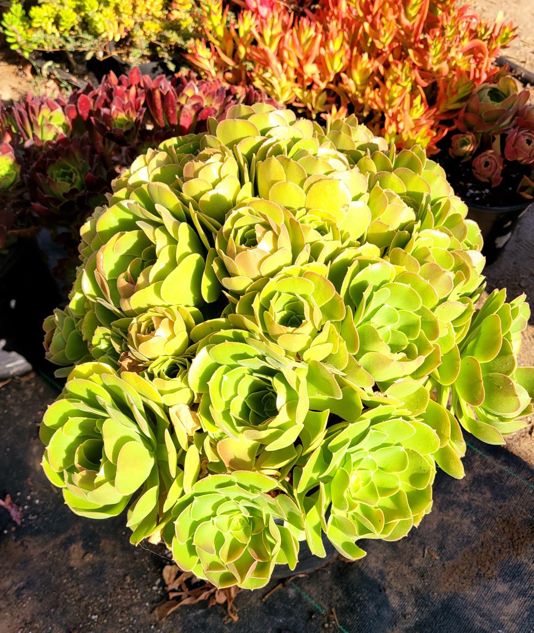 Df Succulent Aeonium Green Rose Rare - View 30 from www redcrocus com