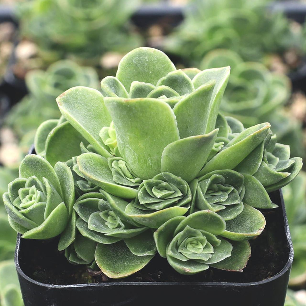 Df Succulent Aeonium Green Rose Rare - View 32 from www redcrocus com