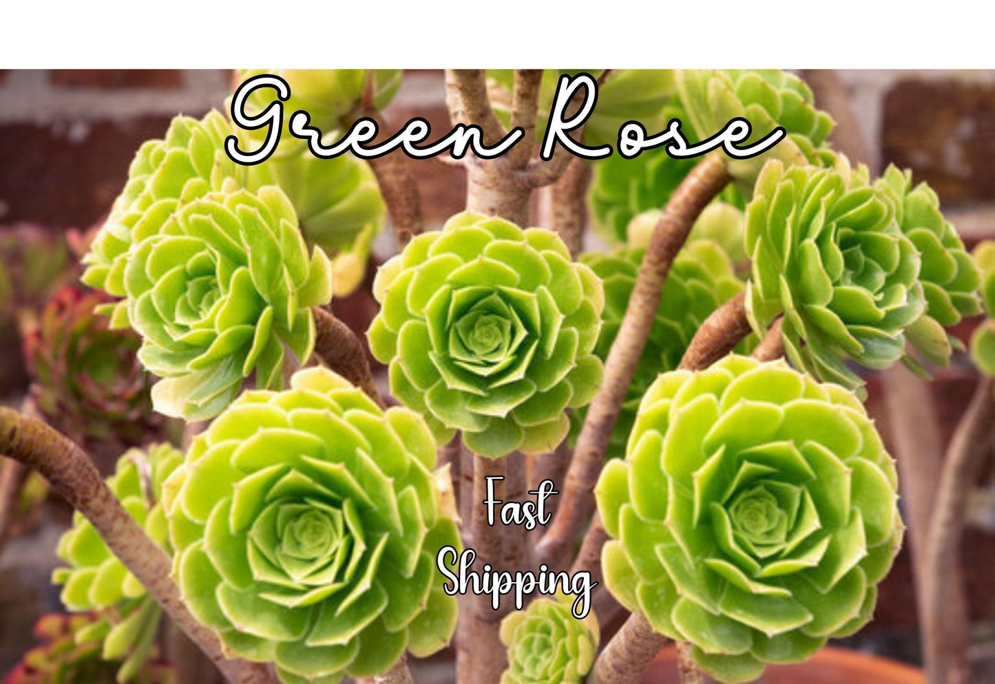 Df Succulent Aeonium Green Rose Rare - View 3 from www redcrocus com