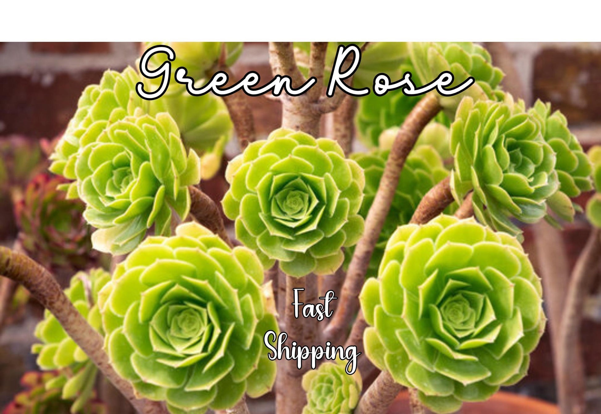 Df Succulent Aeonium Green Rose Rare - View 3 from www redcrocus com