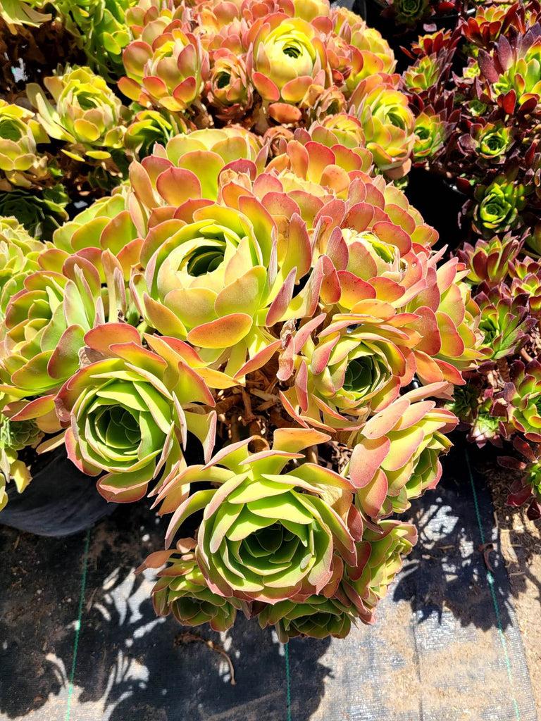 Df Succulent Aeonium Green Rose Rare - View 5 from www redcrocus com