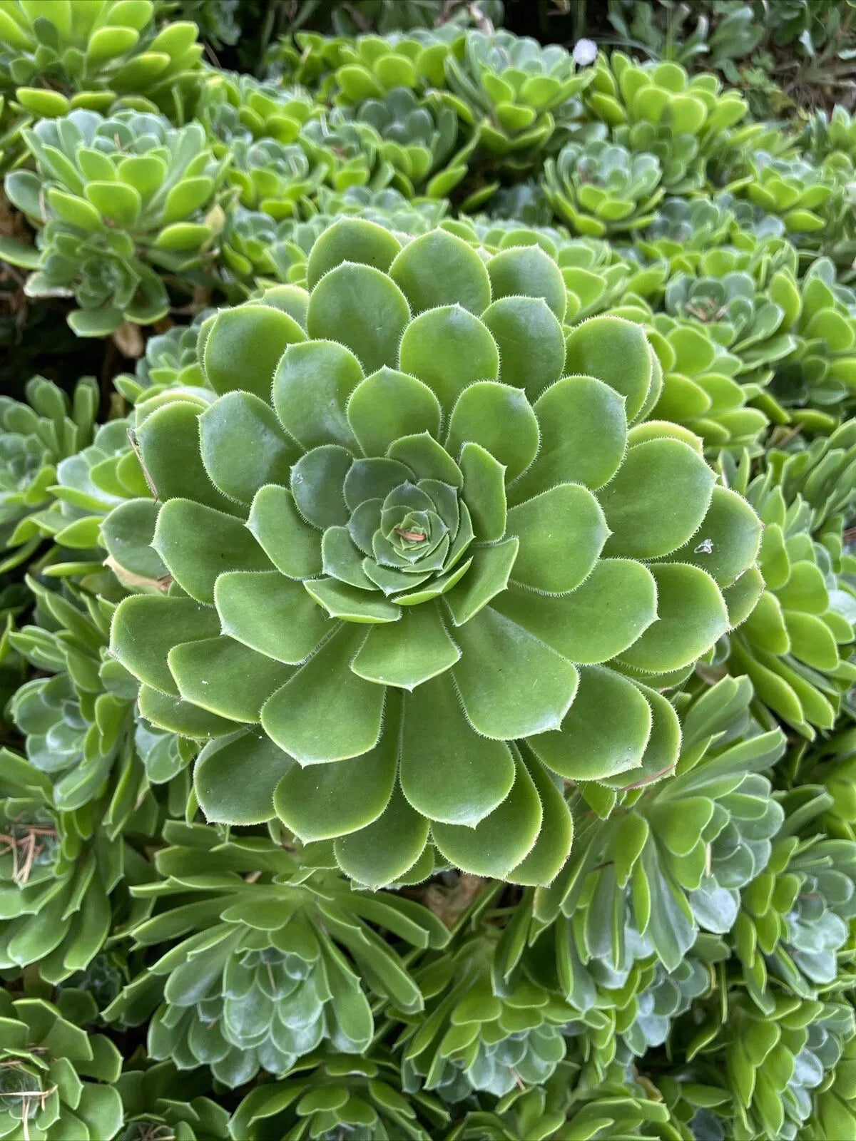 Df Succulent Aeonium Green Rose Rare - View 7 from www redcrocus com