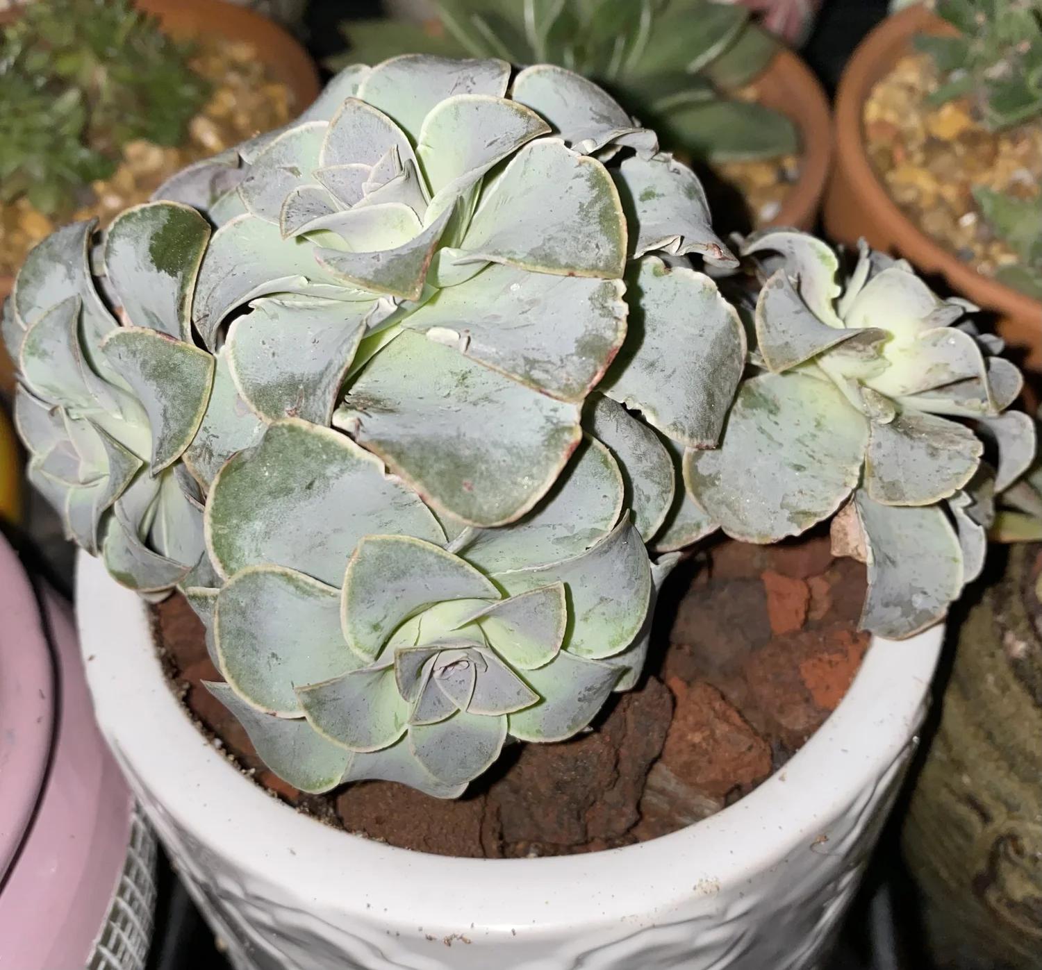 Df Succulent Aeonium Green Rose Rare - View 9 from www redcrocus com