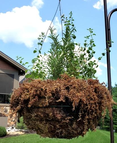 A3 Hanging Basket - View 11 from www redcrocus com