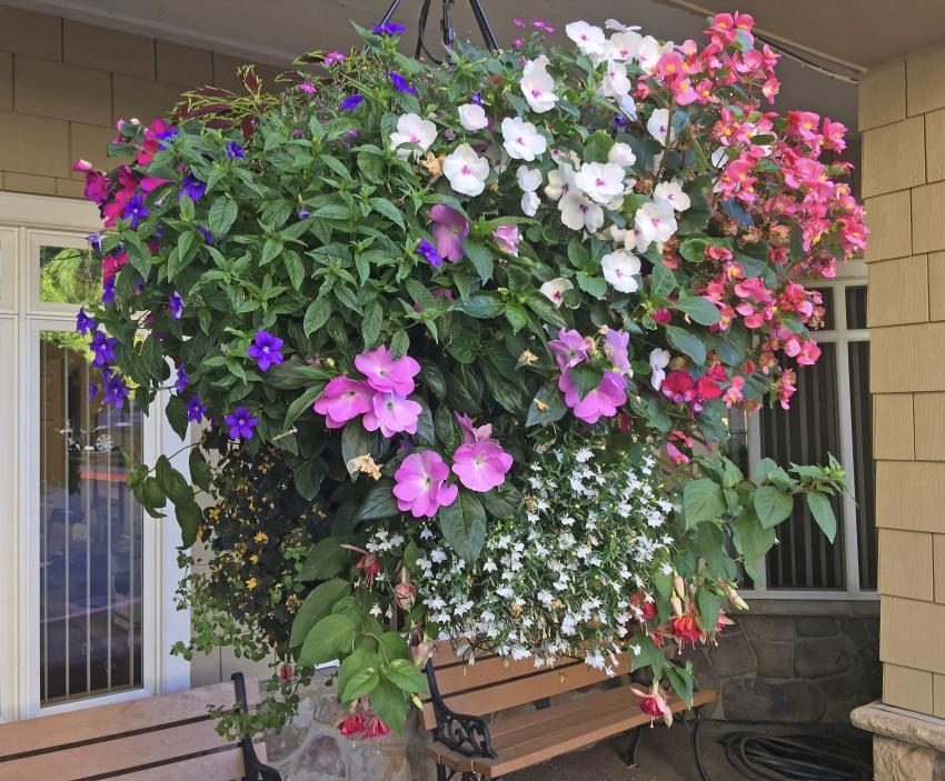 A3 Hanging Basket - View 13 from www redcrocus com