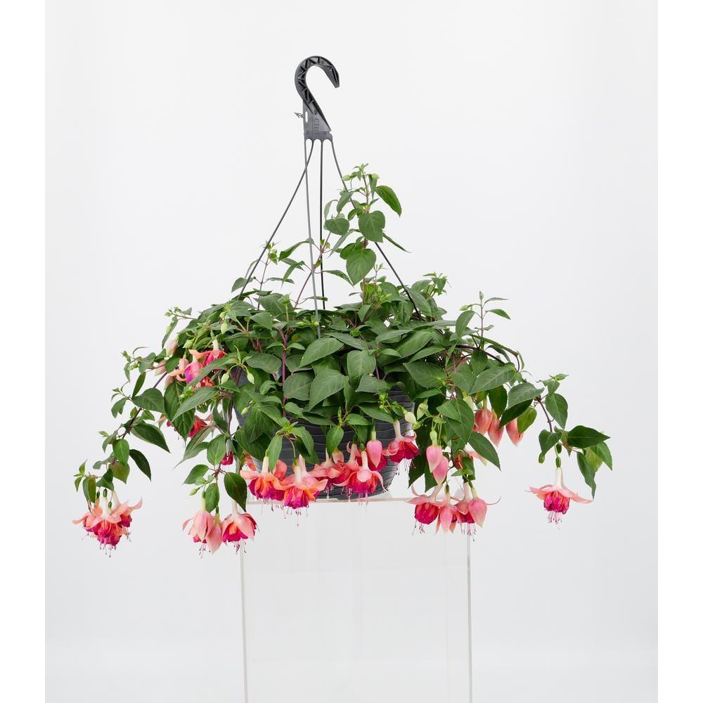 A3 Hanging Basket - View 14 from www redcrocus com