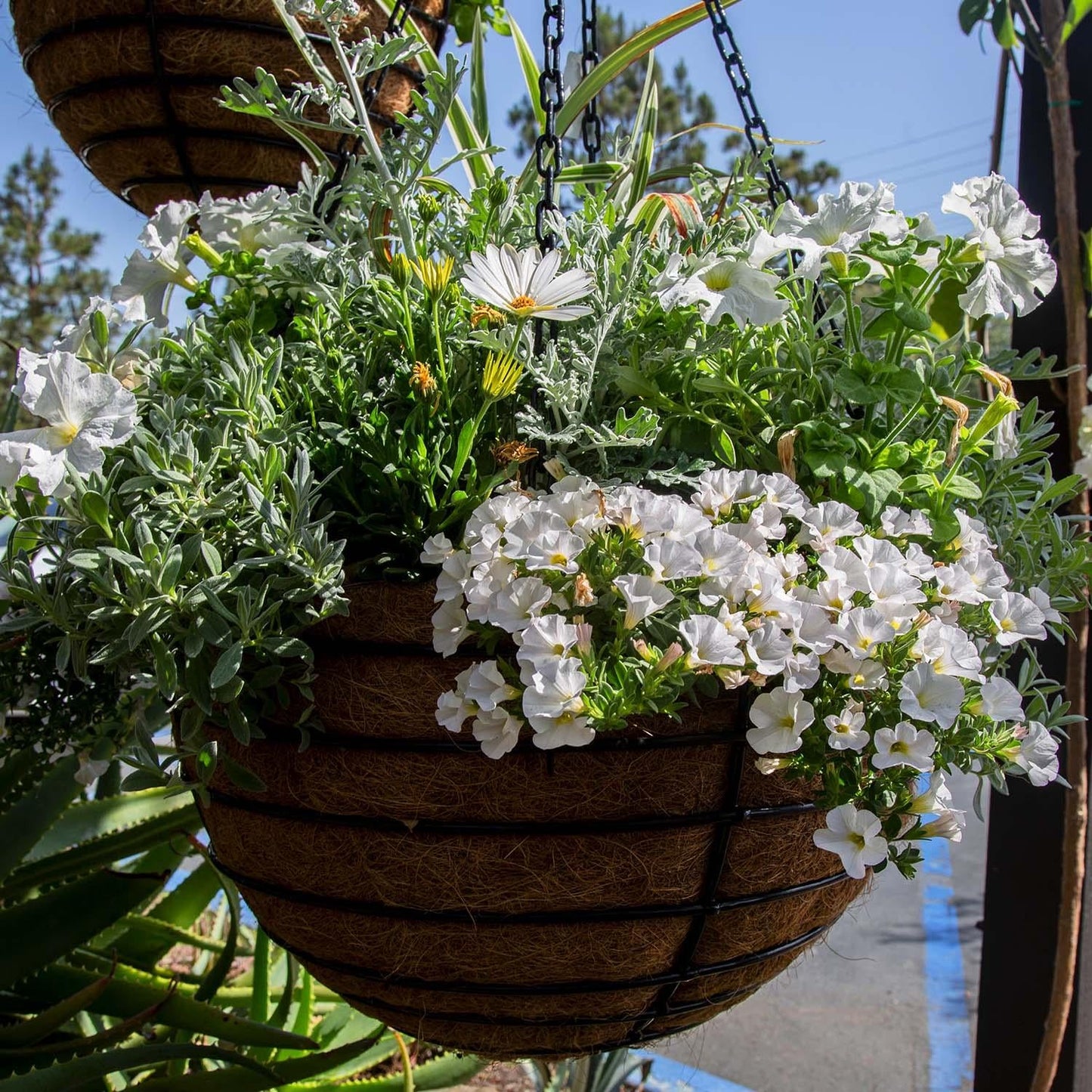 A3 Hanging Basket - View 15 from www redcrocus com