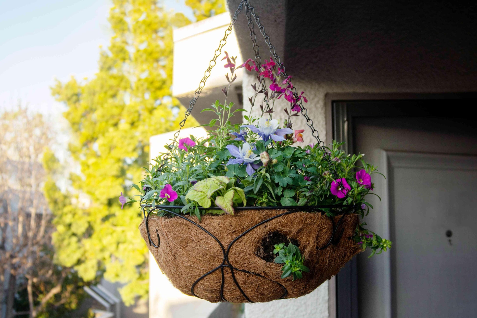 A3 Hanging Basket - View 16 from www redcrocus com