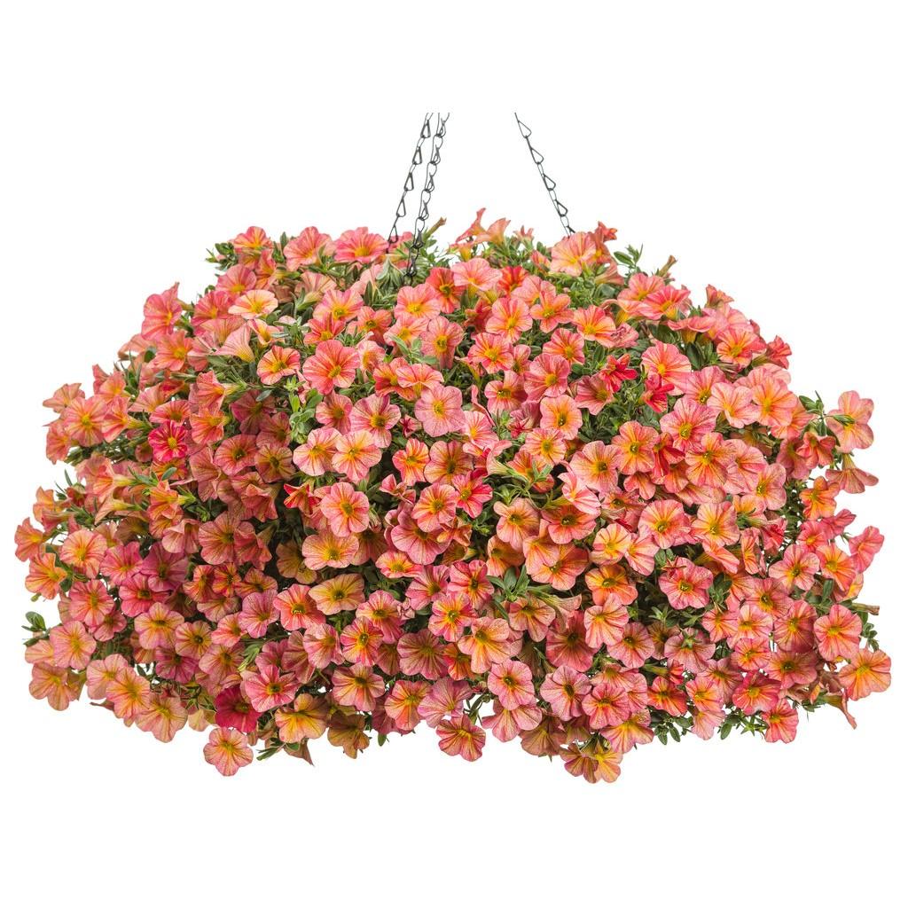 A3 Hanging Basket - View 17 from www redcrocus com