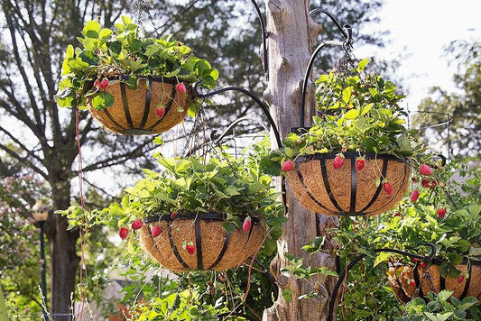 A3 Hanging Basket - View 1 from www redcrocus com