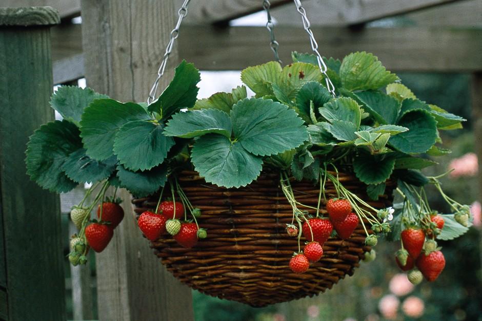 A3 Hanging Basket - View 21 from www redcrocus com