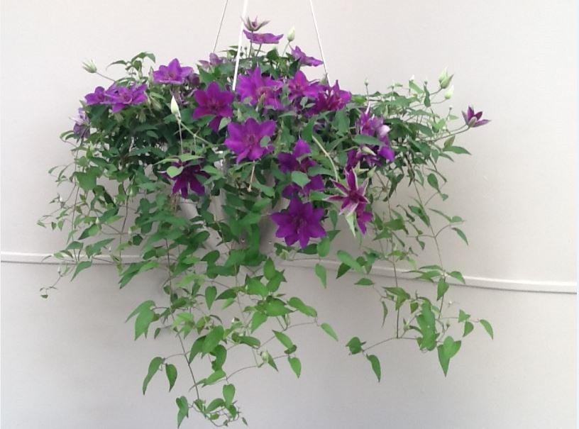 A3 Hanging Basket - View 24 from www redcrocus com