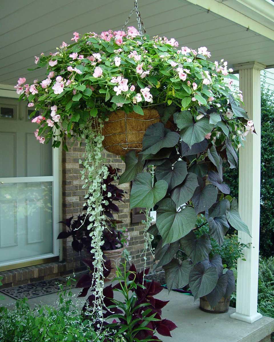 A3 Hanging Basket - View 26 from www redcrocus com