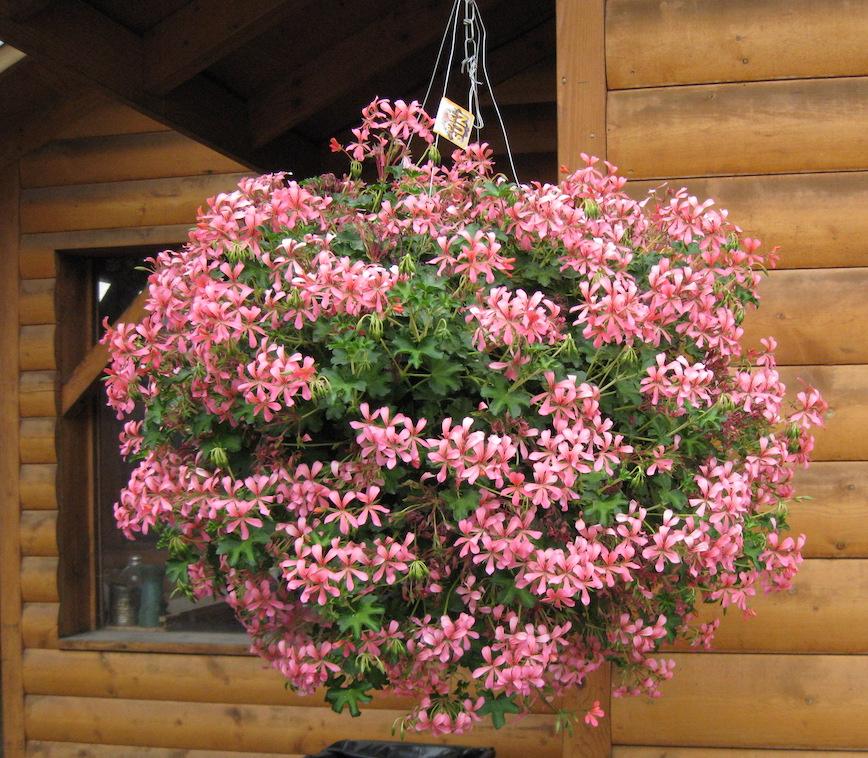 A3 Hanging Basket - View 28 from www redcrocus com