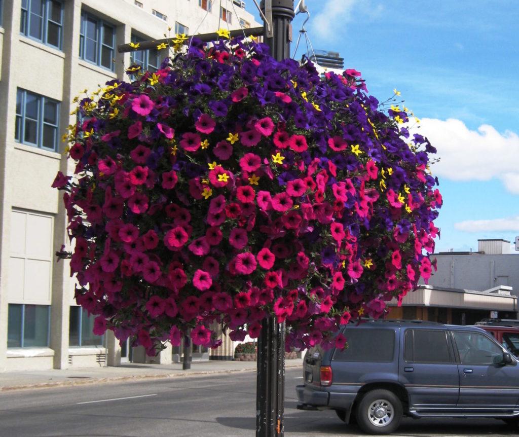 A3 Hanging Basket - View 2 from www redcrocus com