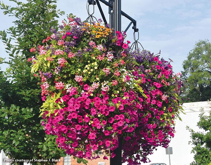 A3 Hanging Basket - View 31 from www redcrocus com