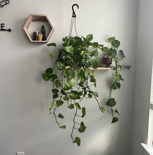 A3 Hanging Basket - View 33 from www redcrocus com