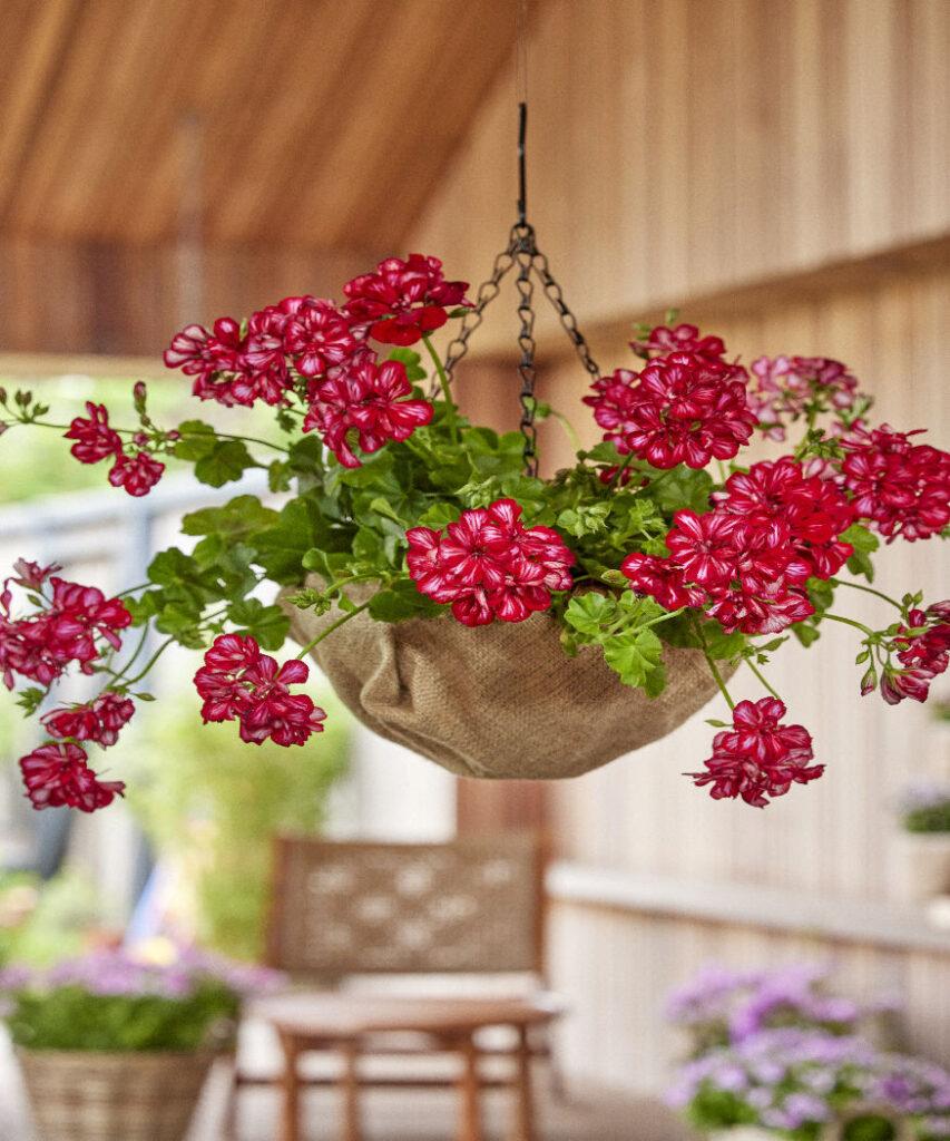 A3 Hanging Basket - View 34 from www redcrocus com