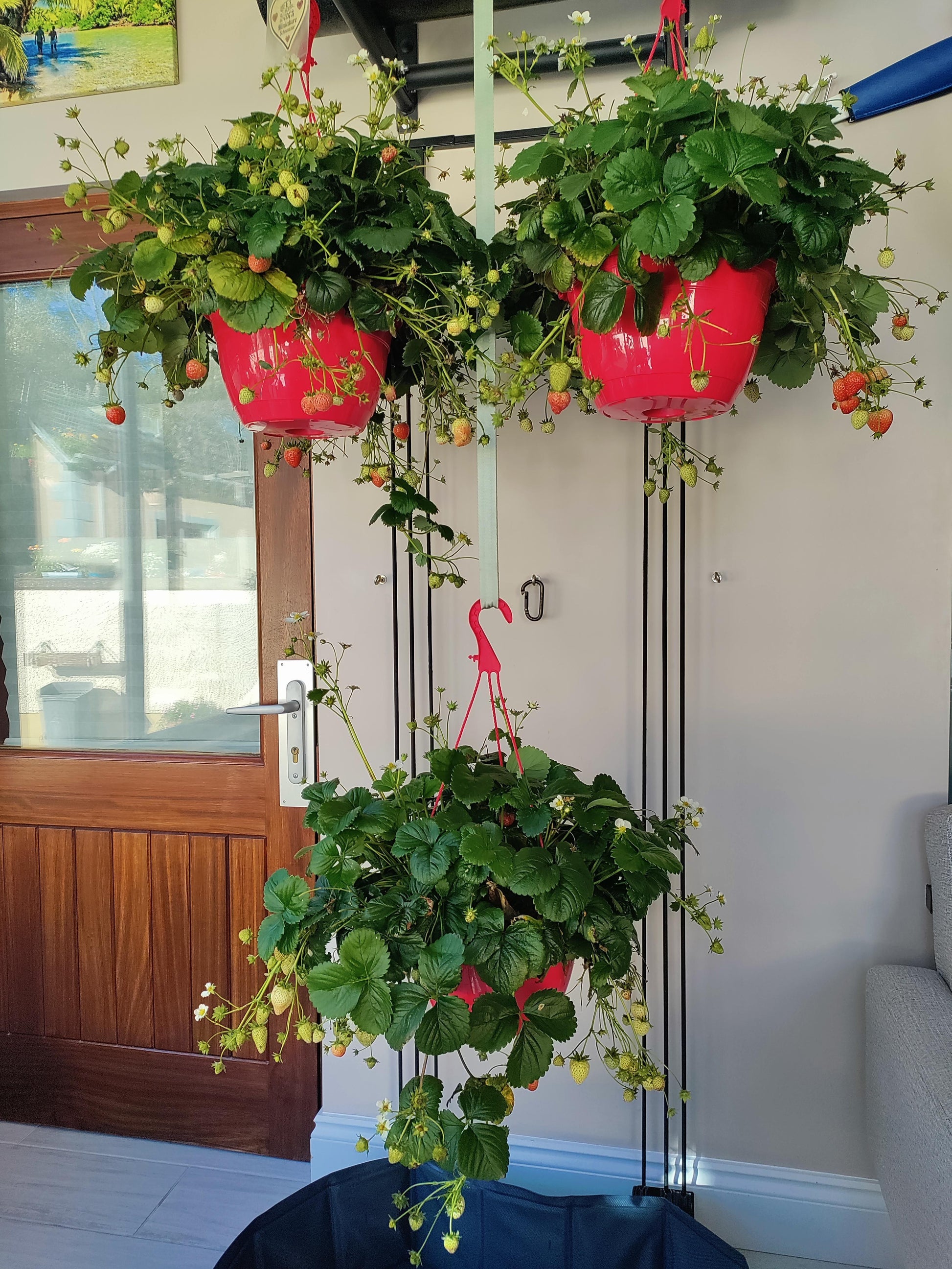 A3 Hanging Basket - View 4 from www redcrocus com