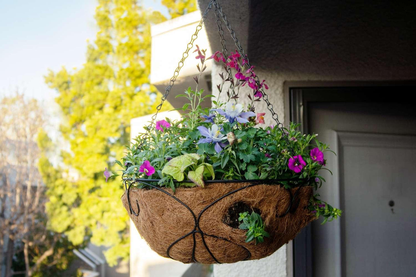 A3 Hanging Basket - View 5 from www redcrocus com