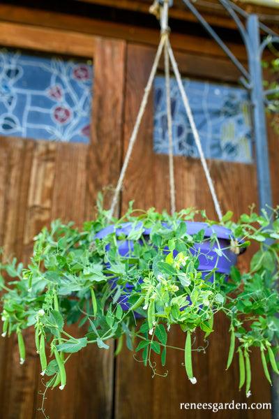 A3 Hanging Basket - View 8 from www redcrocus com