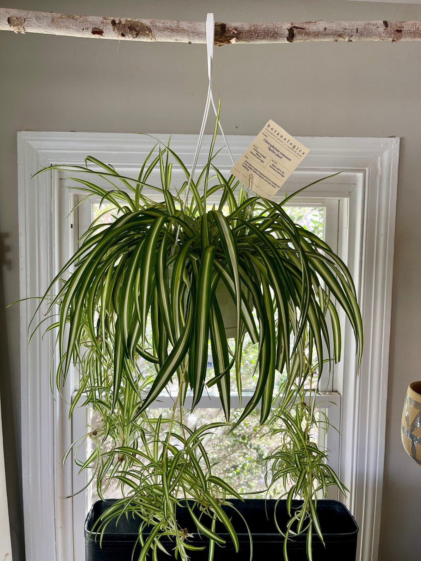 A3 Hanging Basket - View 9 from www redcrocus com
