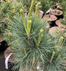 RedCrocus Pinus Stowe Pillar Blue Live Plant - Narrow Columnar Pine with Blue Needles, Upright Evergreen for Small Spaces, Full Sun, Low Maintenance  1 Gallon Nursery Pot