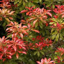 RedCrocus Pieris 'Mountain Fire' Live Evergreen Shrub – Fiery Red New Growth, White Spring Bells – Shade/Part Sun, Acid-Loving – Year-Round Interest for Woodland Borders, Foundations, Containers  1 Quart Pot