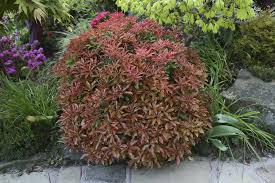 RedCrocus Pieris 'Mountain Fire' Live Evergreen Shrub – Fiery Red New Growth, White Spring Bells – Shade/Part Sun, Acid-Loving – Year-Round Interest for Woodland Borders, Foundations, Containers  1 Quart Pot
