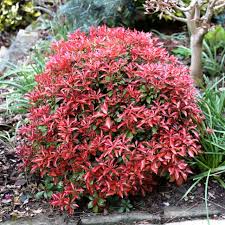 RedCrocus Pieris 'Mountain Fire' Live Evergreen Shrub – Fiery Red New Growth, White Spring Bells – Shade/Part Sun, Acid-Loving – Year-Round Interest for Woodland Borders, Foundations, Containers  1 Quart Pot