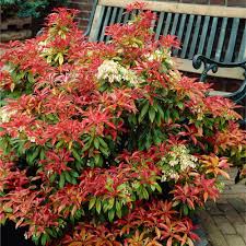 RedCrocus Pieris 'Mountain Fire' Live Evergreen Shrub – Fiery Red New Growth, White Spring Bells – Shade/Part Sun, Acid-Loving – Year-Round Interest for Woodland Borders, Foundations, Containers  1 Quart Pot