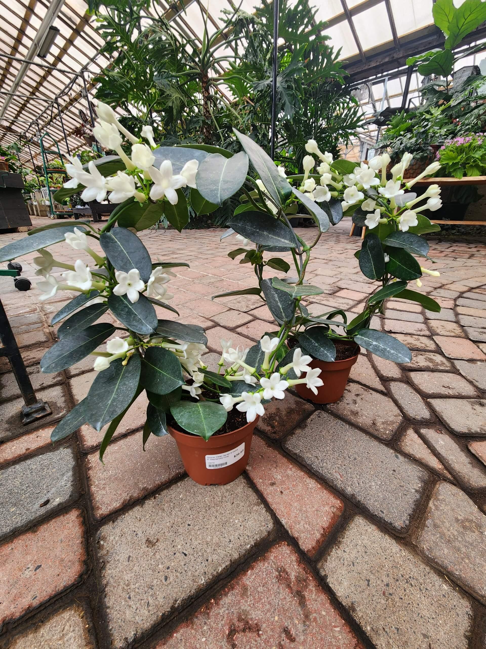 A6 Stephanotis Hoop Hoop Trellis - View 13 from www redcrocus com