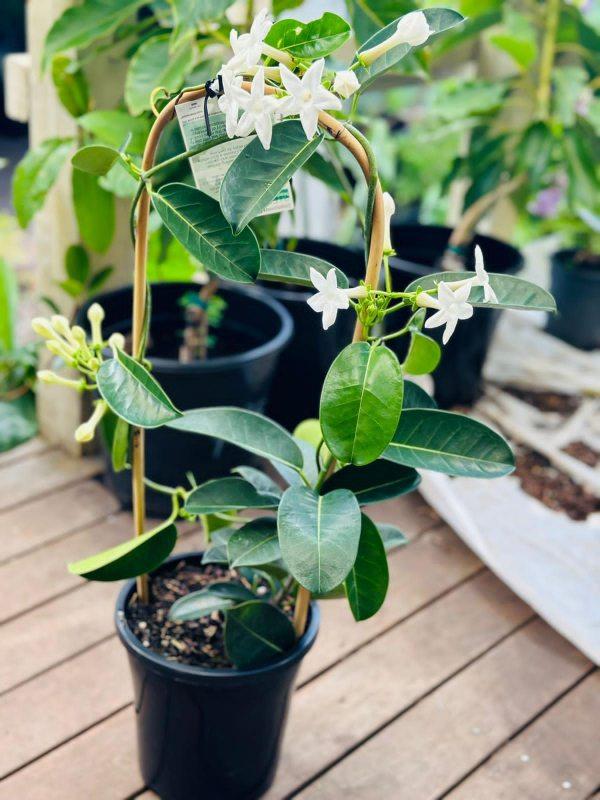 A6 Stephanotis Hoop Hoop Trellis - View 16 from www redcrocus com