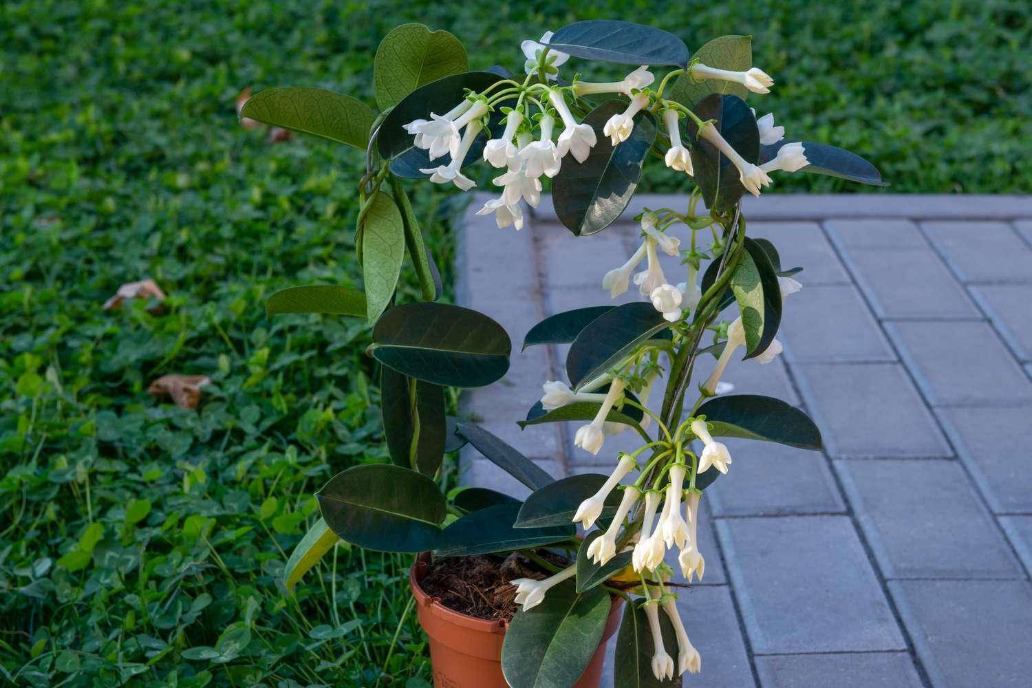 A6 Stephanotis Hoop Hoop Trellis - View 18 from www redcrocus com
