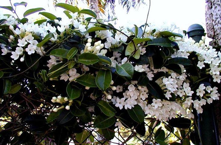 A6 Stephanotis Hoop Hoop Trellis - View 19 from www redcrocus com