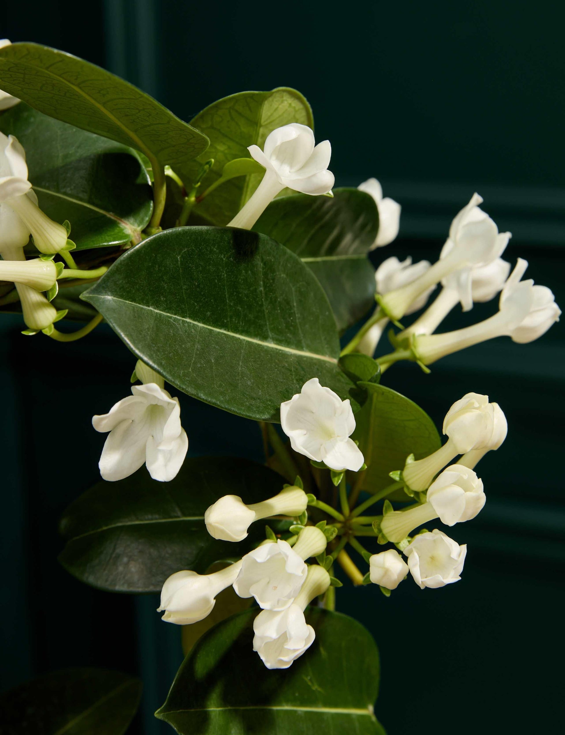 A6 Stephanotis Hoop Hoop Trellis - View 20 from www redcrocus com