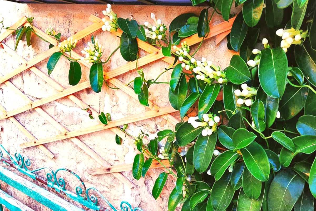 A6 Stephanotis Hoop Hoop Trellis - View 21 from www redcrocus com