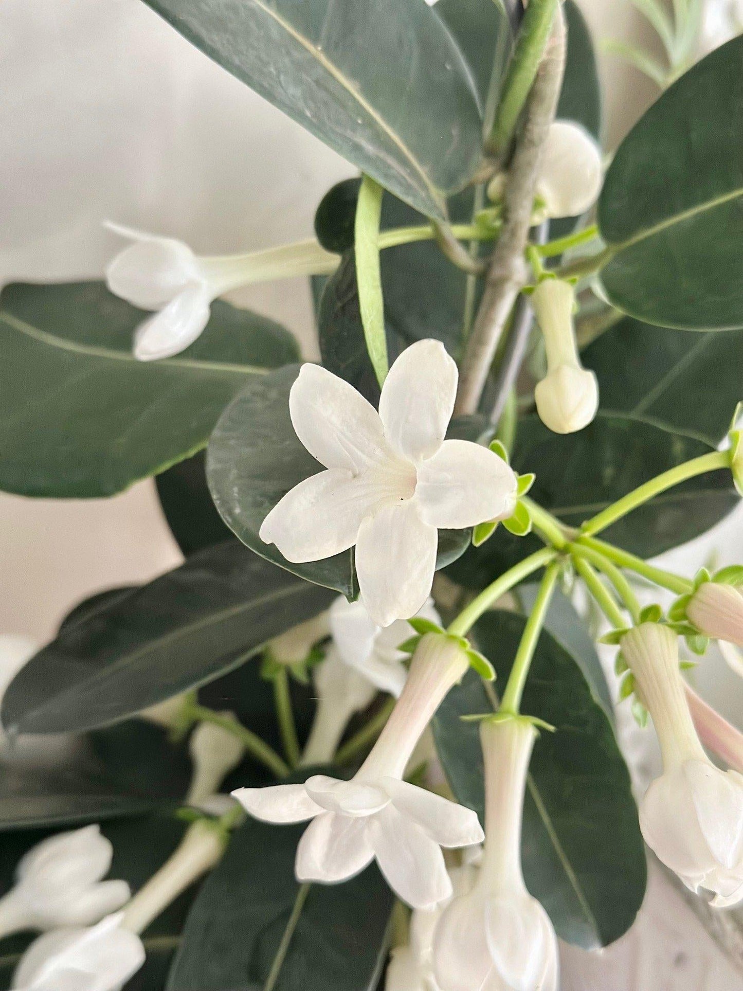 A6 Stephanotis Hoop Hoop Trellis - View 22 from www redcrocus com