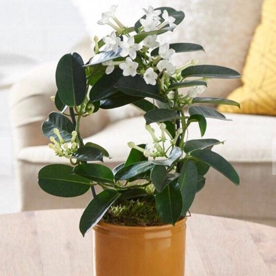 A6 Stephanotis Hoop Hoop Trellis - View 4 from www redcrocus com