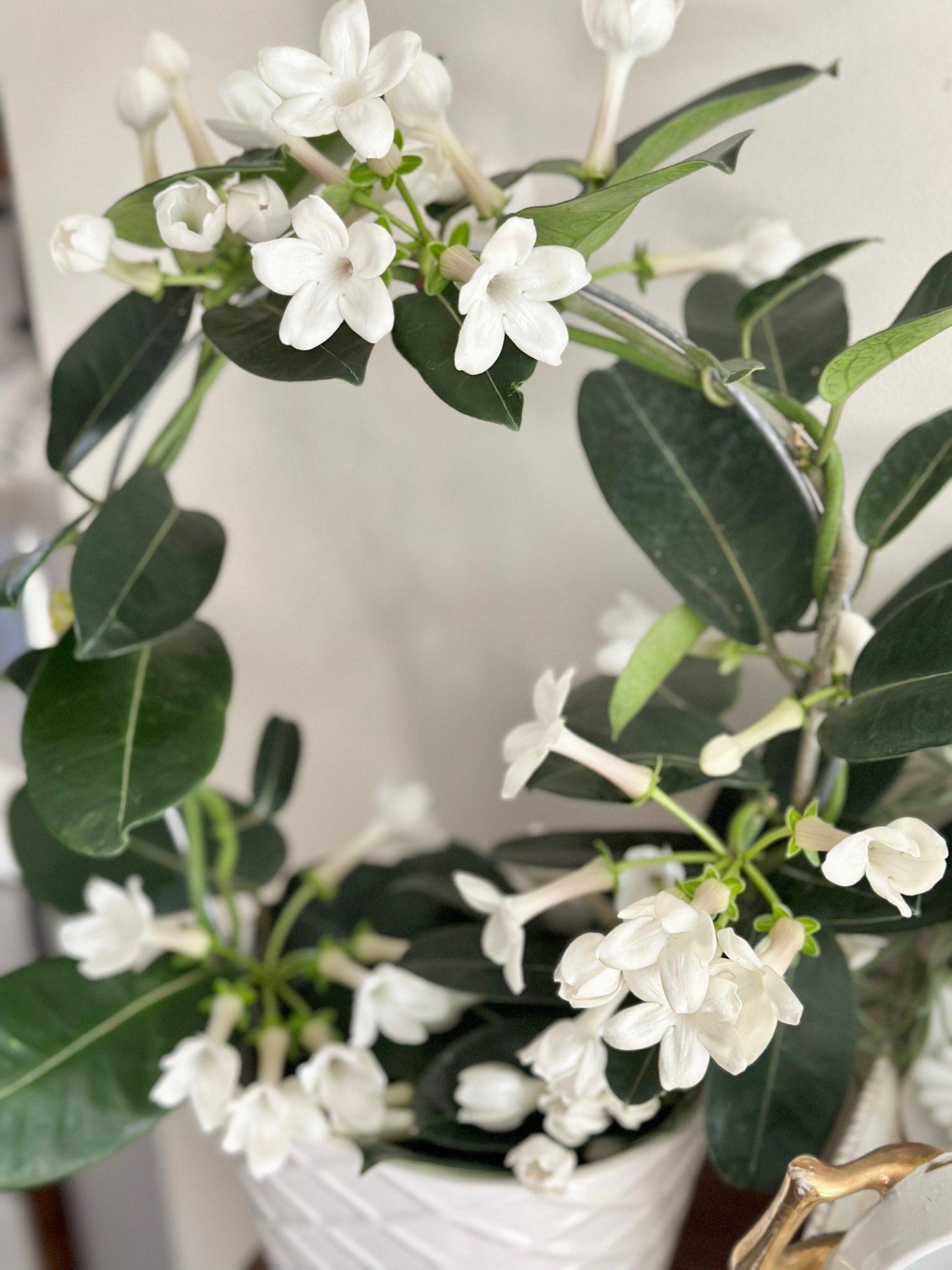 A6 Stephanotis Hoop Hoop Trellis - View 5 from www redcrocus com