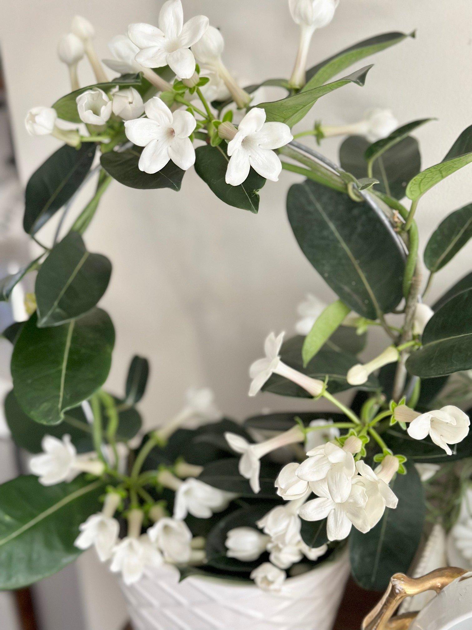 A6 Stephanotis Hoop Hoop Trellis - View 5 from www redcrocus com