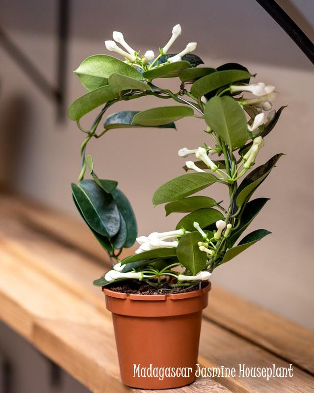 A6 Stephanotis Hoop Hoop Trellis - View 8 from www redcrocus com