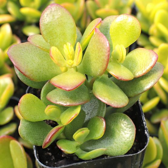 B Variegata Baby Jade - View 14 from www redcrocus com