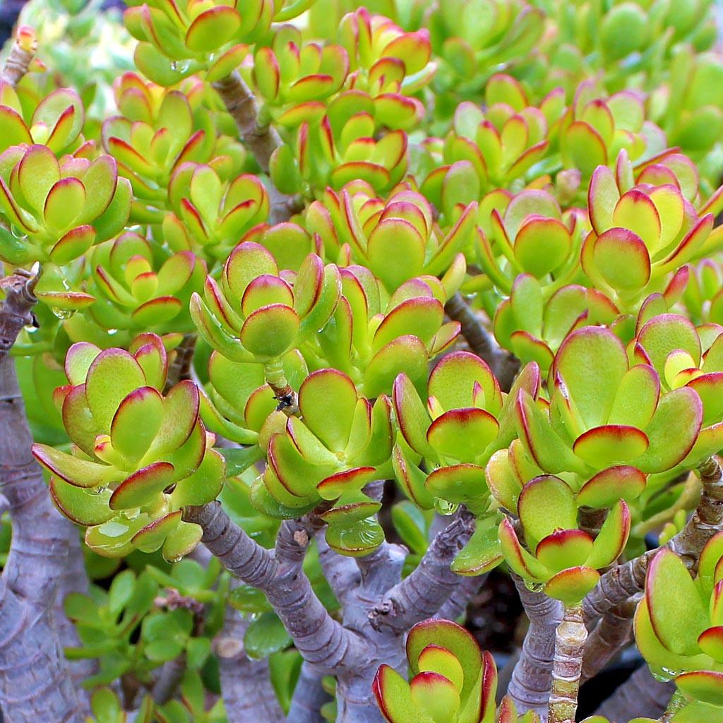 B Variegata Baby Jade - View 15 from www redcrocus com